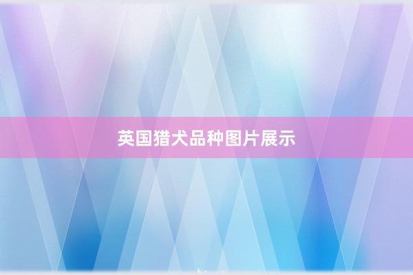 英国猎犬品种图片展示